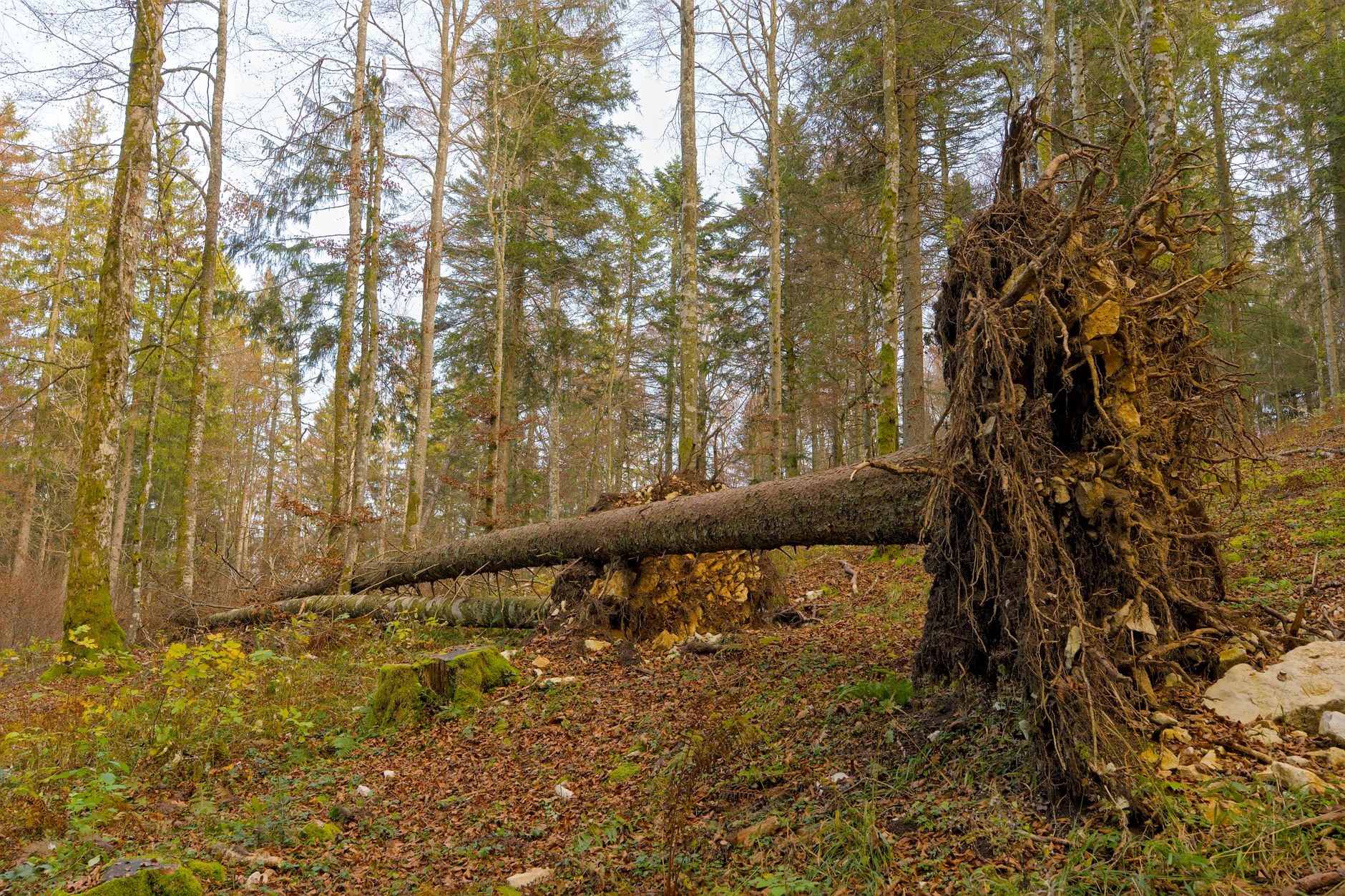 Enlèvement arbre urgence à Gap
